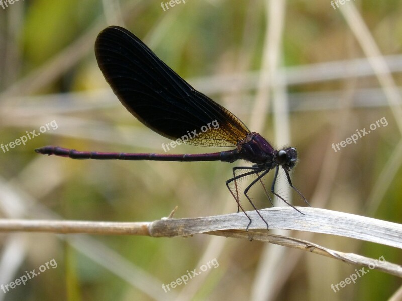 Dragonfly Black Dragonfly Calopteryx Haemorrhoidalis Winged Insect Cane