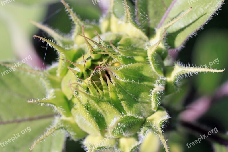 Sunflower Bud Flower Sun Leaves