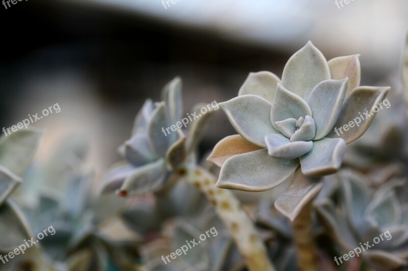 A Fleshy Plant Fleshy In This Cactus Garden Flowers