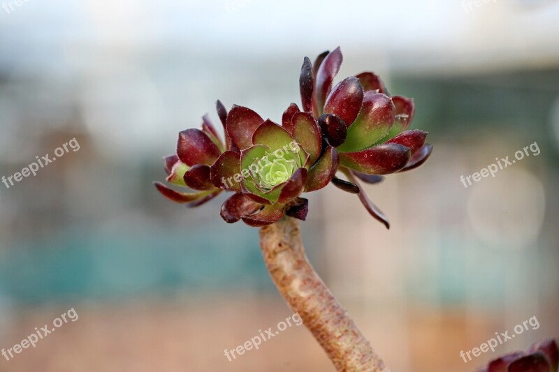 A Fleshy Plant Fleshy In This Cactus Garden Flowers