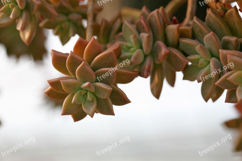 A Fleshy Plant Fleshy In This Cactus Garden Flowers