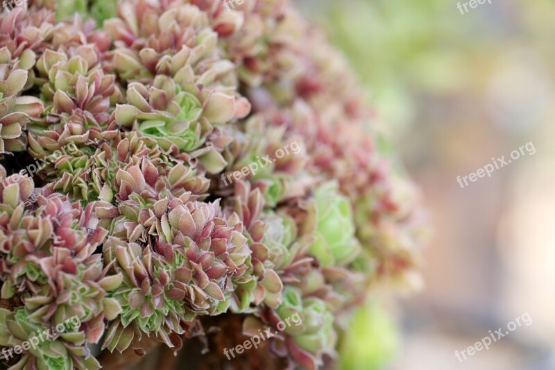 A Fleshy Plant Fleshy In This Cactus Garden Flowers