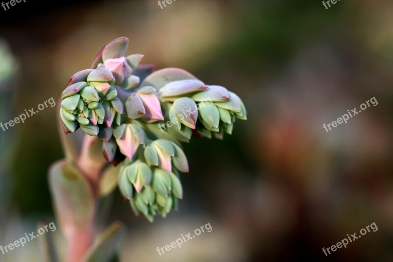 A Fleshy Plant Fleshy In This Cactus Garden Flowers