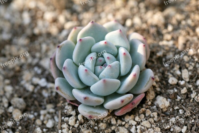 A Fleshy Plant Fleshy In This Cactus Garden Flowers