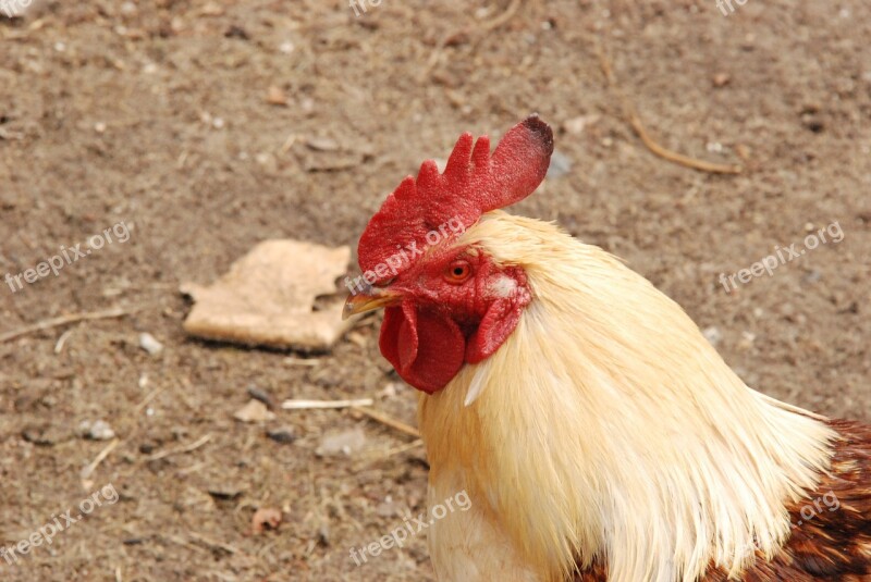 Haan Bird Comb Cockscomb Cackle