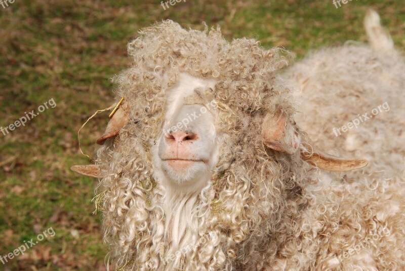 Sheep Wool Curls Sheep's Wool Animal