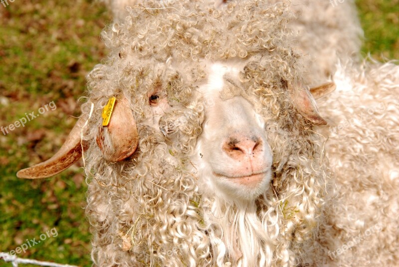 Sheep Wool Curls Sheep's Wool Animal