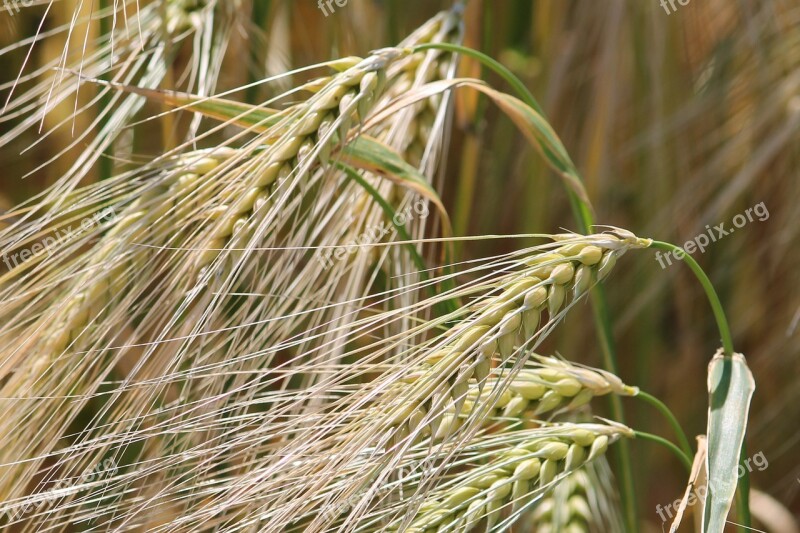 Spike Cereals Cornfield Barley Field Barley