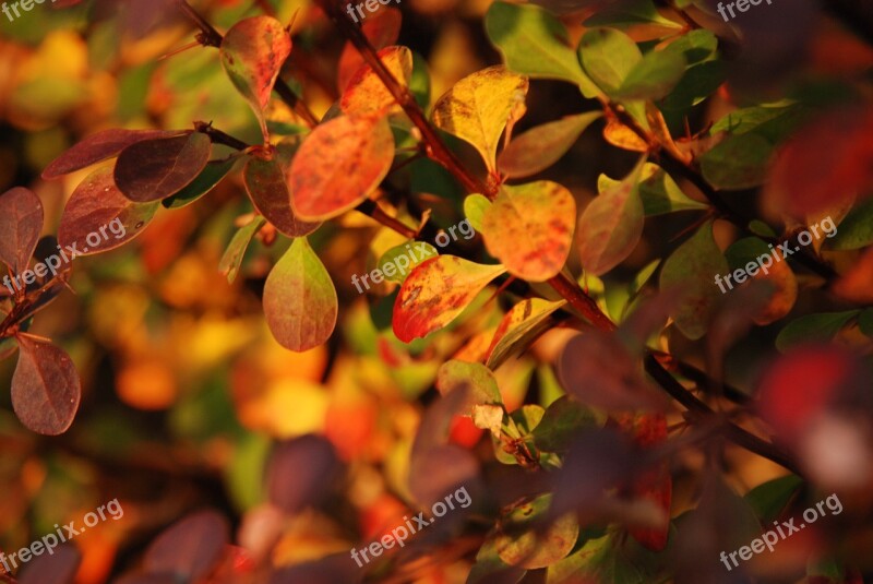 Autumn Sheet Leaves Yellow Brown