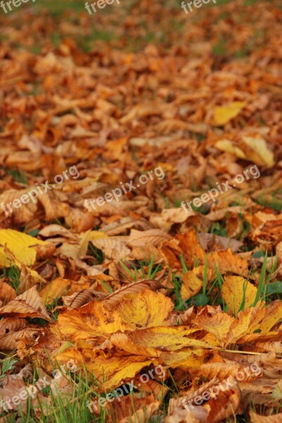 Autumn Sheet Leaves Yellow Brown