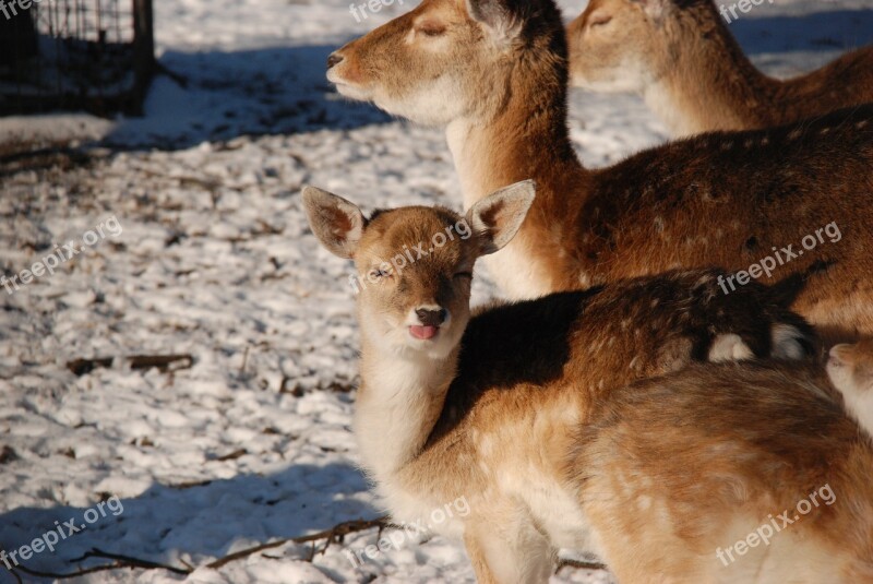 Deer Young Tongue Snow Winter