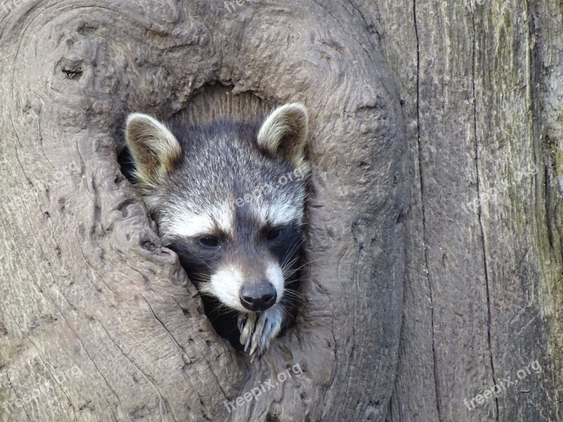 Raccoon Tree Stump Wildlife Park Free Photos