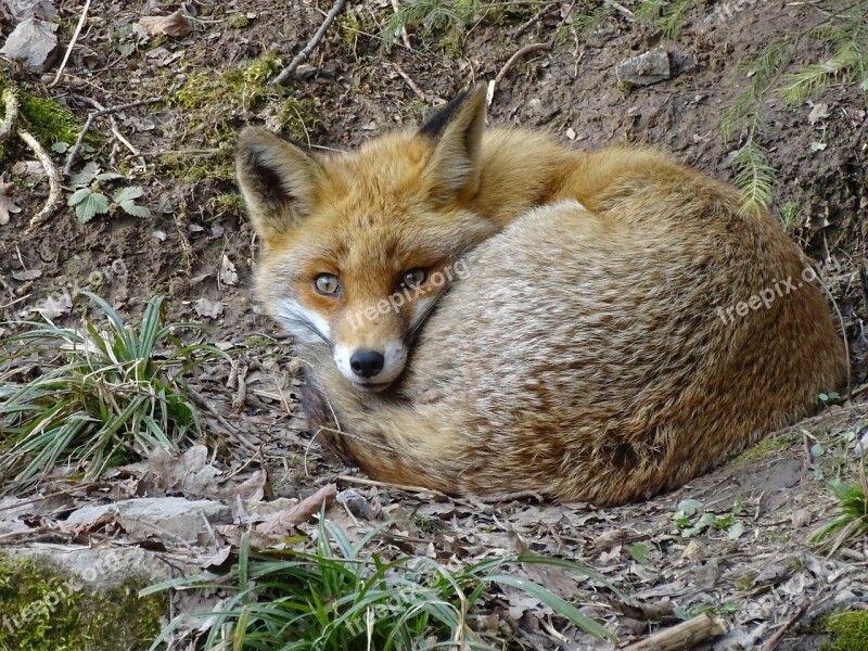 Fuchs Wildlife Park Animal Furry Predator