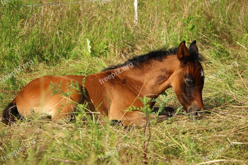 Horse Foal Brown Mold Suckling Thoroughbred Arabian