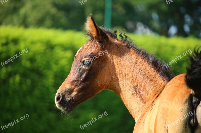 Horse Foal Brown Mold Suckling Thoroughbred Arabian