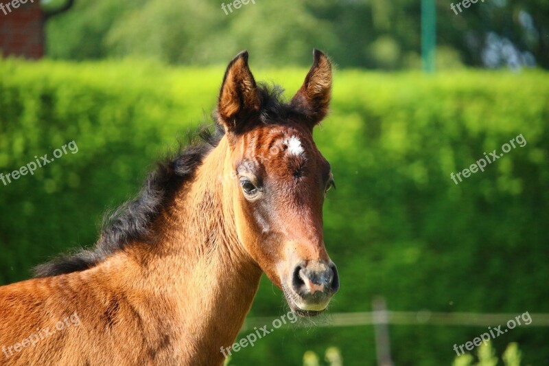 Horse Foal Brown Mold Suckling Thoroughbred Arabian