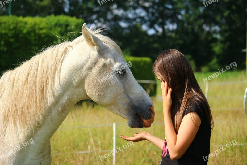 Horse Mold Stallion Thoroughbred Arabian Girl