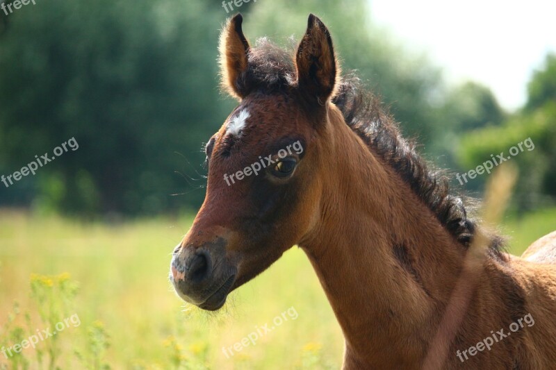 Horse Foal Thoroughbred Arabian Brown Mold Suckling