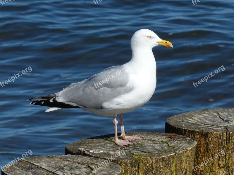 Herring Gull Larus Argentatus Seagull Free Photos