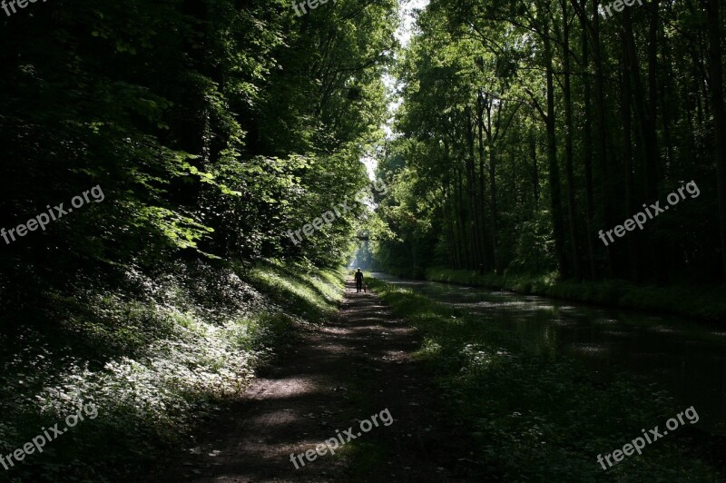 Nature Field Forest Channel Nature Fields