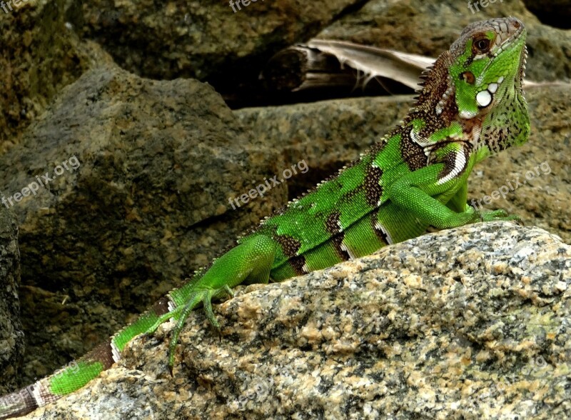 Iguana Caribbean Green Lizard Reptile