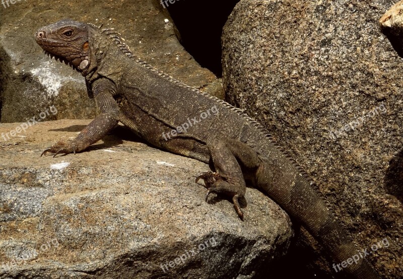 Iguana Caribbean Reptile Scale Lizard