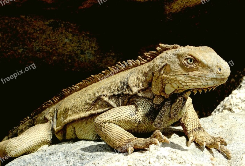 Iguana Caribbean Reptile Scale Lizard