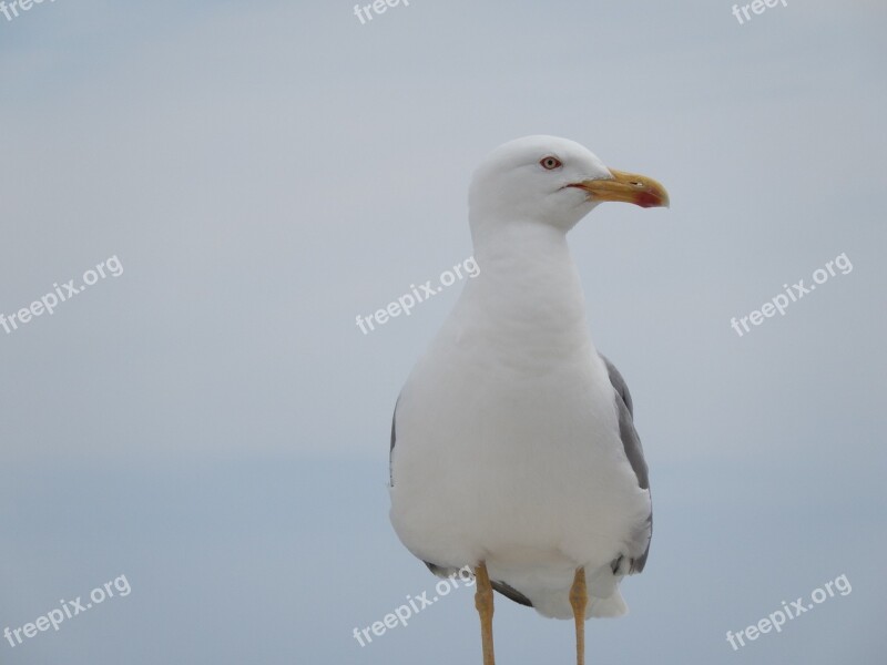 Sea Gull Bird Seagull Gull Fly