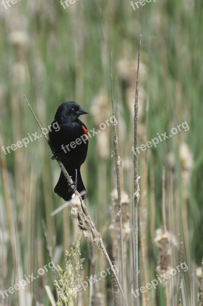 Blackbird Red Wing Red-winged Marsh