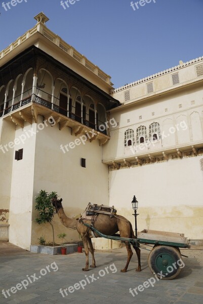 India Rajasthan Travel Asia Camel