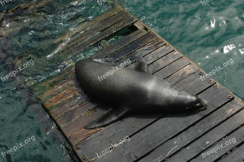 Sea ​​lion Dock Sea Animal Water