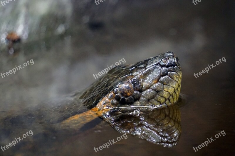 Snake Anaconda Water Constrictor Boa