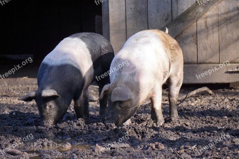 Pigs Mud Piglet Deer Park Young