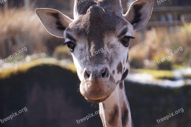 Giraffe Zoo Mammal Head Neck