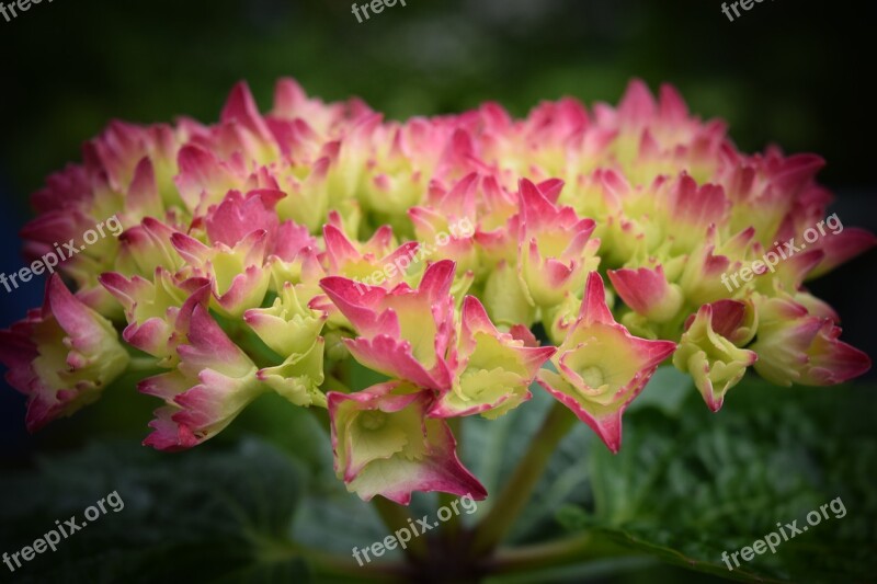 Hydrangea Blossom Bloom Flower Inflorescence