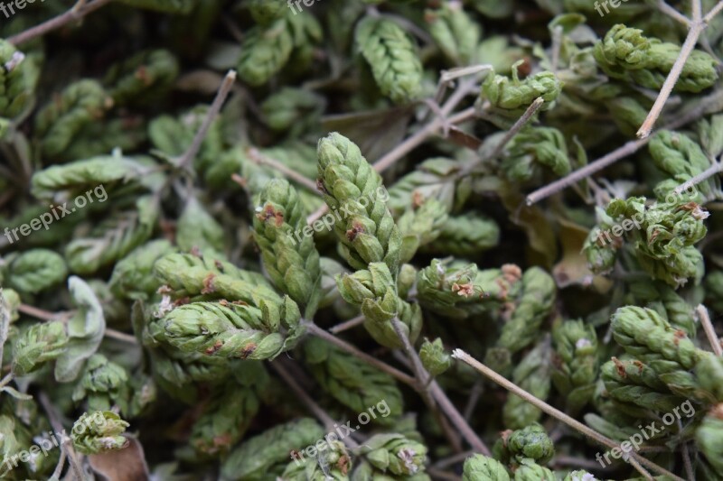 Oregano Spice Herbs Plant Dried