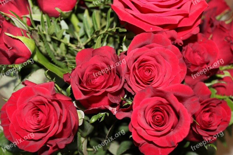 Roses Red Red Roses Plant Bouquet