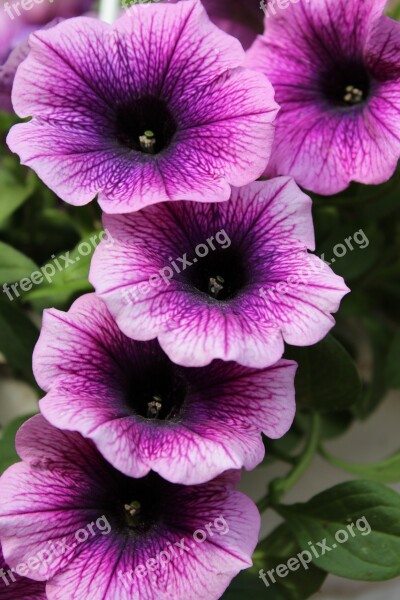 Petunia Purple Flowers Blossom Bloom