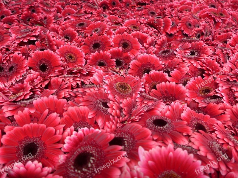 Gerbera Floristry Cut Flowers Flowers Blütenmeer