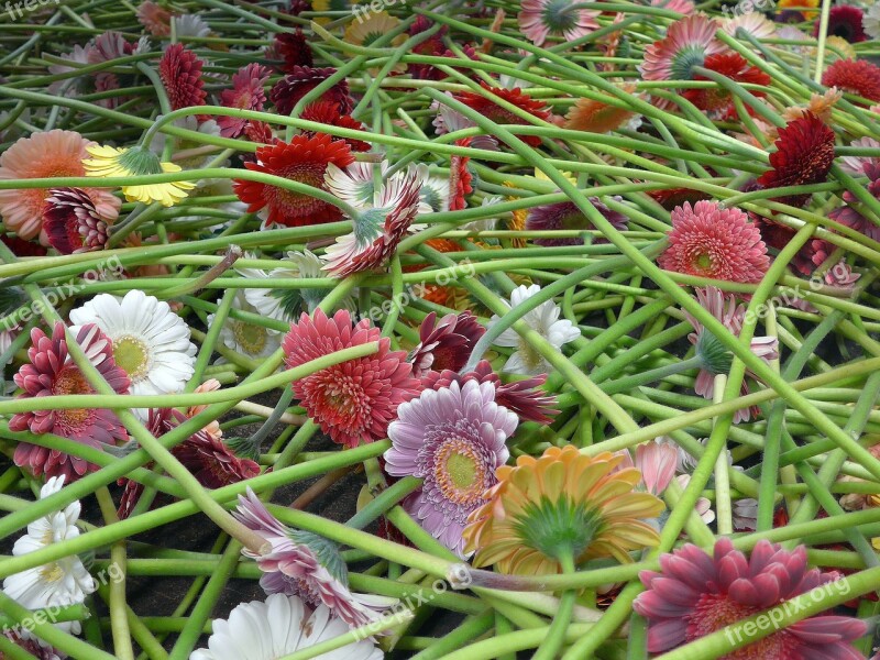 Gerbera Floristry Cut Flowers Flowers Blütenmeer