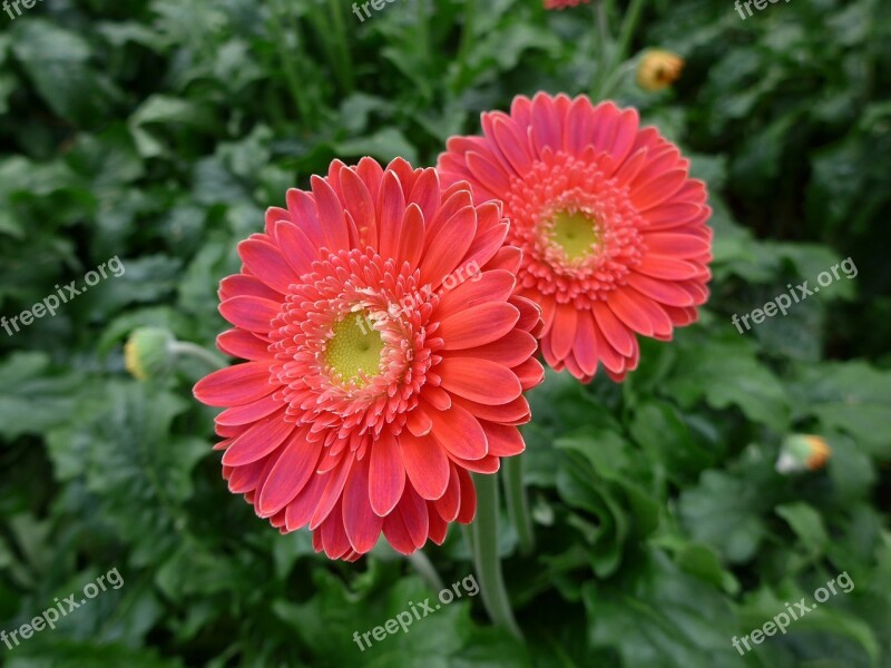 Gerbera Floristry Cut Flowers Flowers Blütenmeer