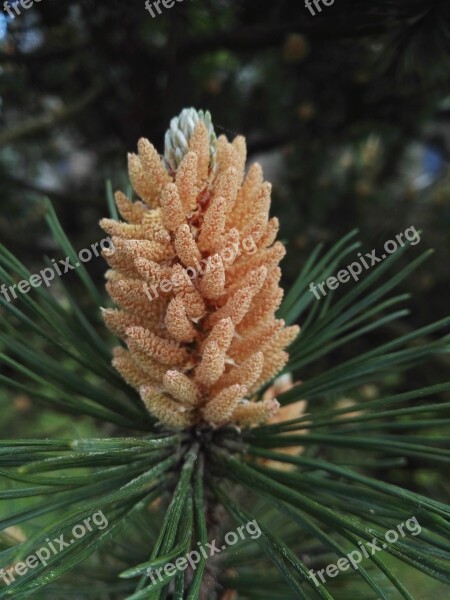 Fir Tree Summer Tree Pine Cones Tannenzweig