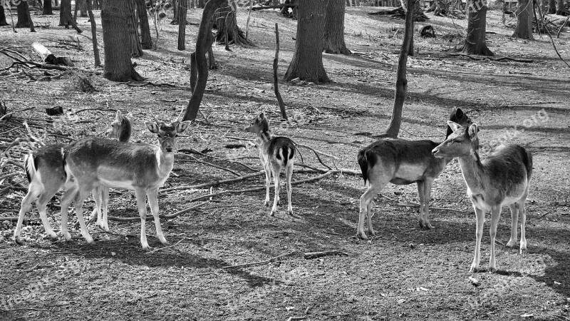 Forest Deer Landscape Fallow Deer Black And White