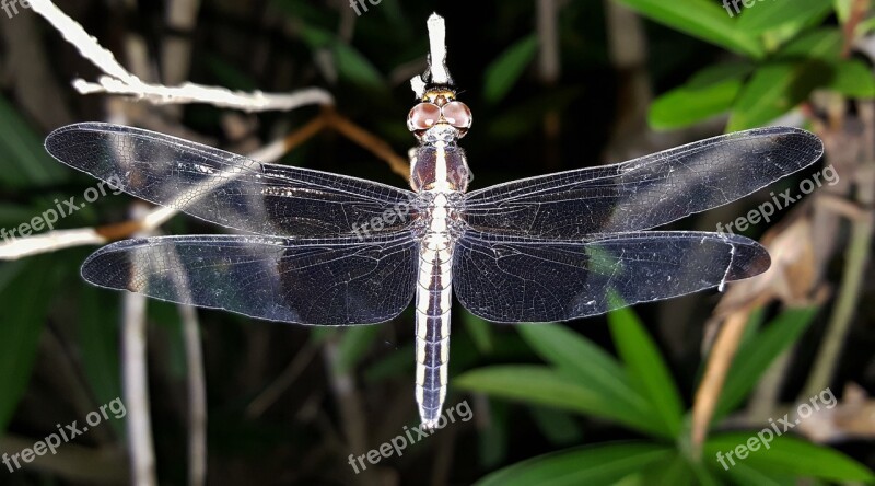 Dragonfly Insect Winged Insect Flying Insect Wings