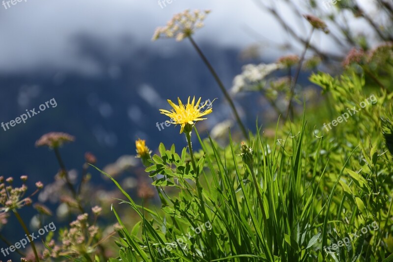 Yellow Flower Mountain Flowers Alpine Flower Alpine Plant Blossom