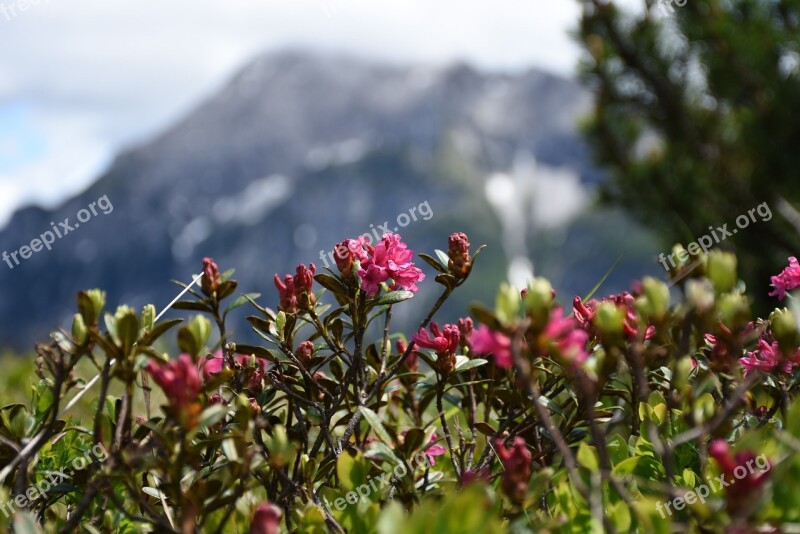 Alpine Rose Snow Fields Mountain Pine Flowers Almrausch