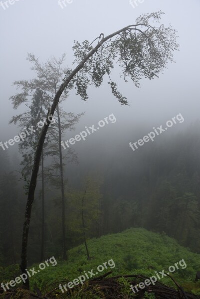 Deciduous Tree Fog Trees Log Mystical