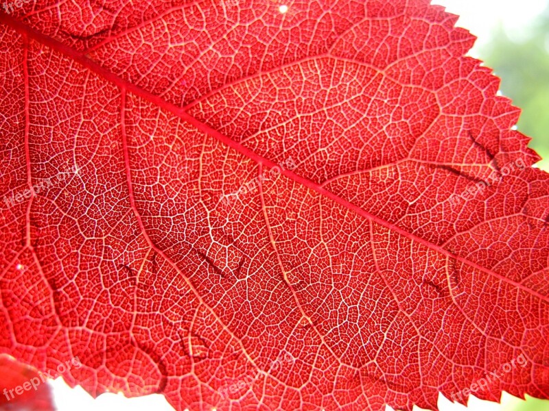 Sheet Red Nature Red Leaves Colored