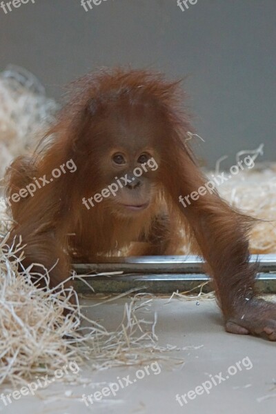 Orang-utan Primate Monkey Young Animal Yearling