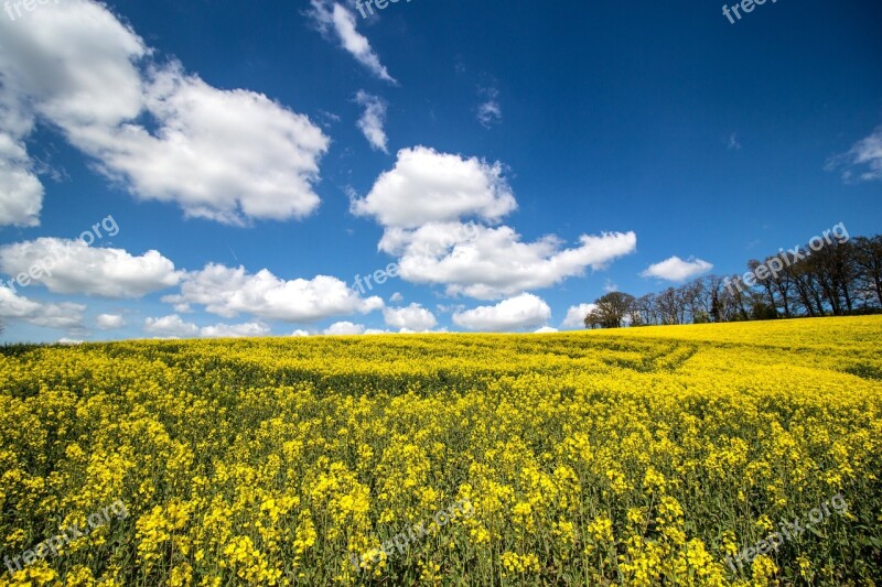 Meadow Field Of Rapeseeds Yellow Landscape Rape Blossom